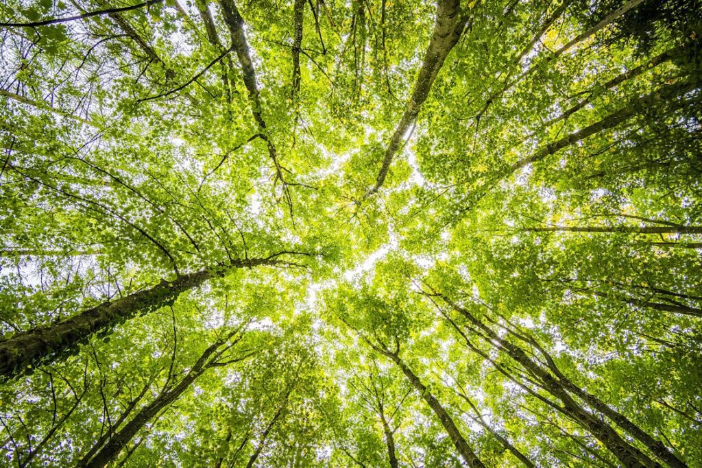 Evergreen Course Success: Automated Sales Without Launches